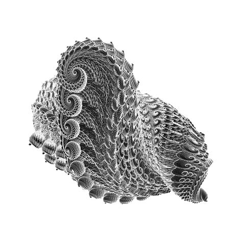 Image result for Easy Simple Shell Drawing