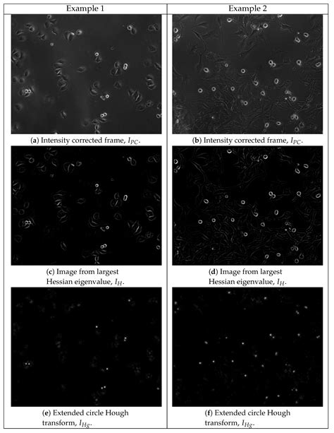 Spatiotemporal Identification of Cell Divisions Using Symmetry Properties in Time-Lapse Phase ...