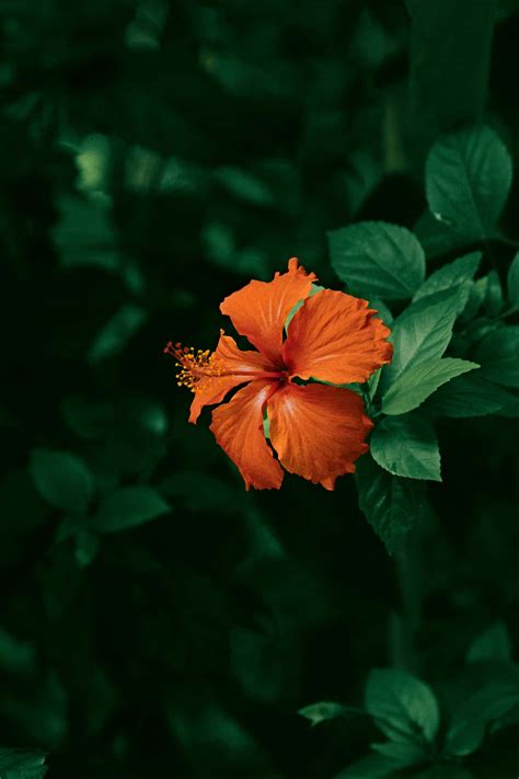 [100+] Hawaiian Flower Wallpapers | Wallpapers.com
