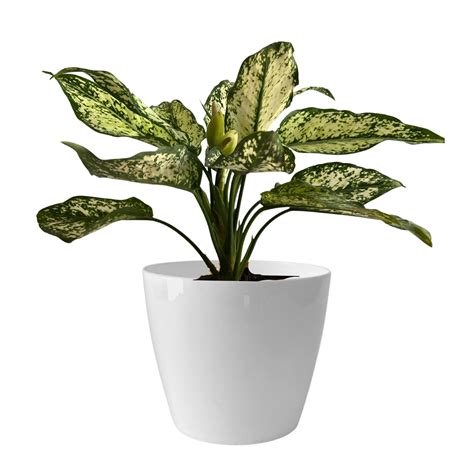 Indoor Plastic Small |Titan 5 Pots | White Colour - Pack of 10 – Indian ...