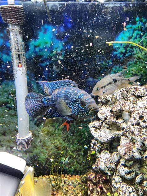 Male or Female Jack Dempsey? : r/Aquariums