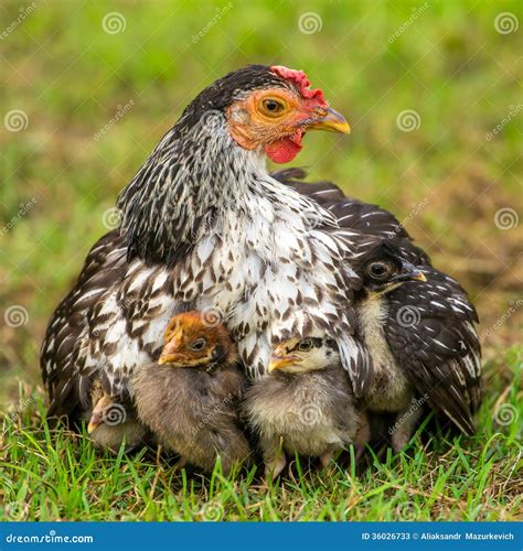 Mother Hen with Its Baby Chicks Stock Image - Image of hens, poultry ...