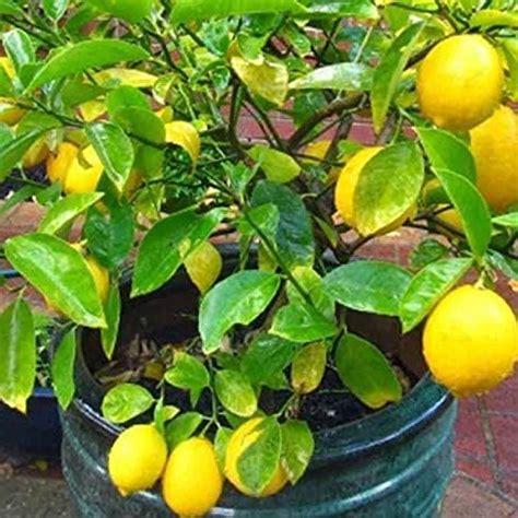 Cloud Farm Hybrid all season kagzi lemon tree live plant, hybrid live ...