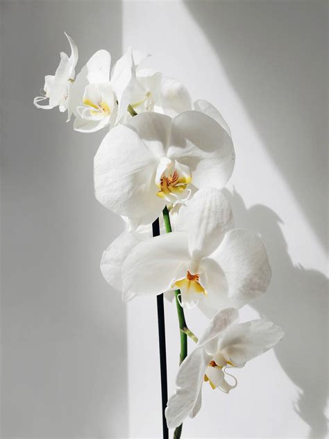 White Orchid Wallpaper