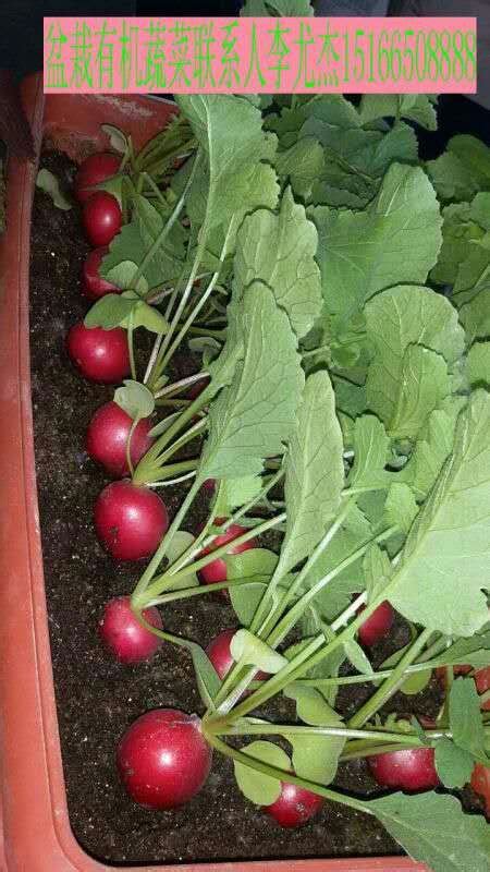 这6种菜花盆就能种，好看又能吃，买菜钱都省了！-绿宝园林网