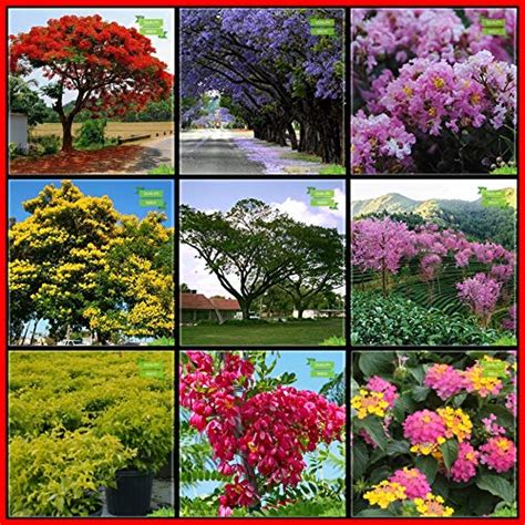 Creative Farmer Seeds And Plants Combo Tree Seeds : Jacaranda, Flame ...