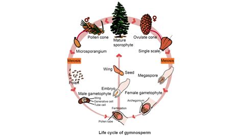 Gymnosperm Overview- Characteristics, Classification, Life Cycle, Examples, and Economic Impact ...