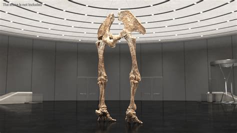 3D Mammoth Skeleton Foot Old Bones | 3D Molier International