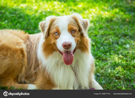 Adorable red merle blue eyes aussie Australian shepherd puppy dog lying ...