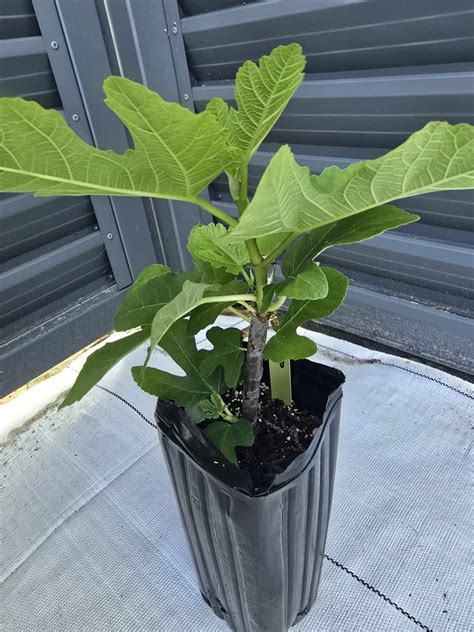 Black Madeira Fig Tree - Fig Freak
