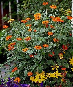 Nodoc Tithonia flower Seed Price in India - Buy Nodoc Tithonia flower ...