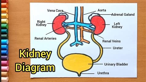 How to Draw Kidney in Easy Way 的图像结果