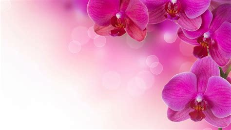 Flower Background Hd Image | Best Flower Site