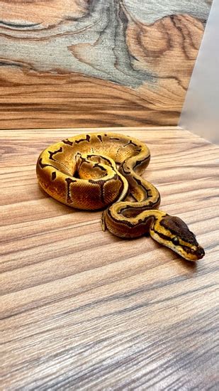 Image result for Enchi Pinstripe Ball Python