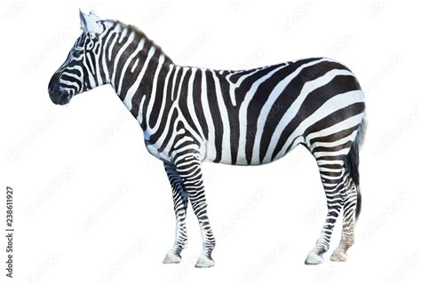 Image result for Zebra Side View