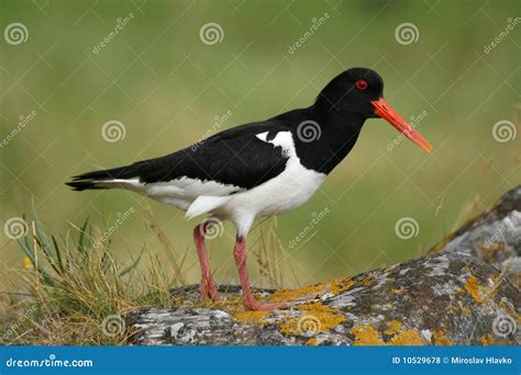 Sea Pie 的图像结果