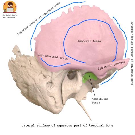 Anatomy of Temporal Bone - Best Anatomy, Notes, Lecture, PPT, PDF