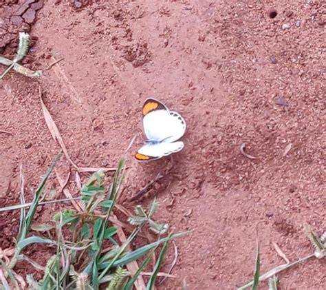 Colotis etrida etrida | Butterfly