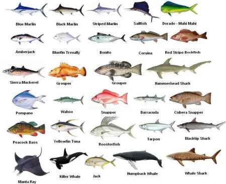 Image result for Fish Shell Argparse Examples