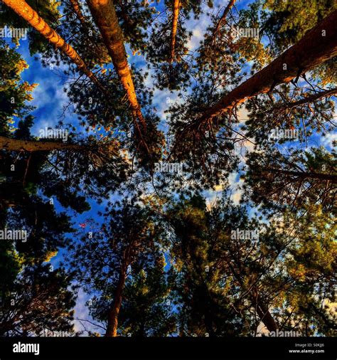 Image result for Tall Tree Tops