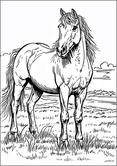 Horse Coloring Sheets
