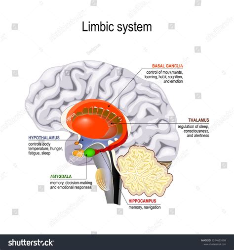 limbic system. Cross section of the human brain. Anatomical components of limbic system ...
