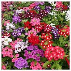 fiore flowers verbena flower at rs 25 त ज फ ल फ र श फ ल वर fiore flowers verbena flower at rs 25 त ज फ ल फ र श फ ल वर