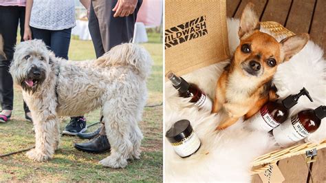 Here’s your chance to help fight animal cruelty | Vogue India