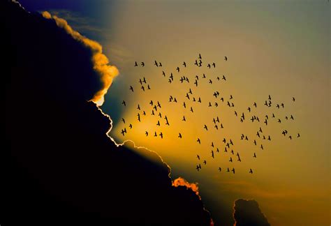 Bird Migration