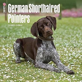 German Shorthaired Pointers 2017 Calendar : Amazon.in: Books