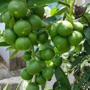 DIOART ™ XII-375 Exotic Tropical Fruit Meyer Lemon Dwarf Citrus Seed ...