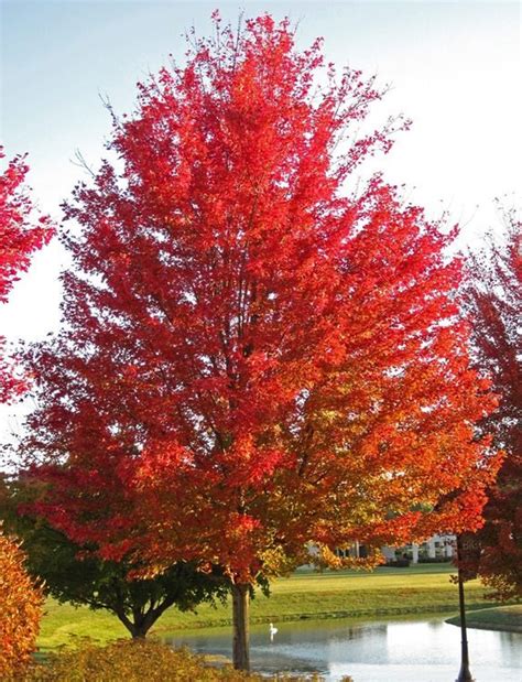 Image result for Silver Maple Tree Fall Color