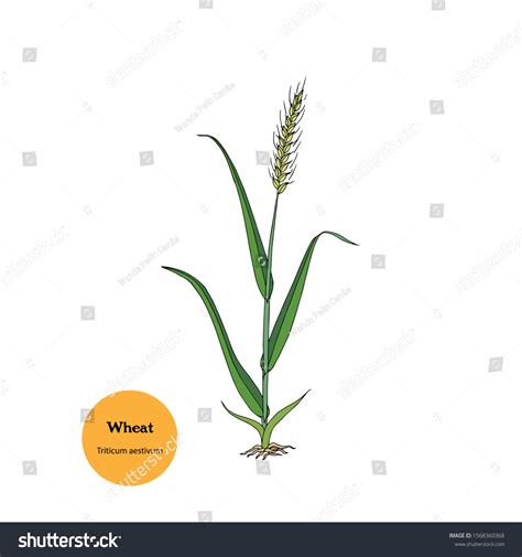 Wheat Plant Drawing