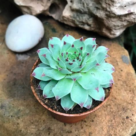 Sempervivum Calcareum - Houseleek - Gabbar Farms