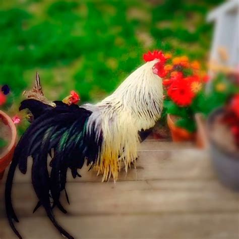 Silver Duckwing Phoenix Bantam Chicks - Chicken Breeds Farm