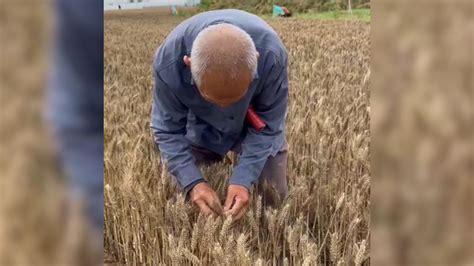 河南79岁老农手捧发芽小麦抹泪，村干部：较普遍，预减产三分之一_腾讯视频