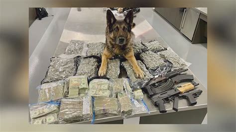 K9 helps NBPD sniff out 11 lbs marijuana as well as quarter million in ...