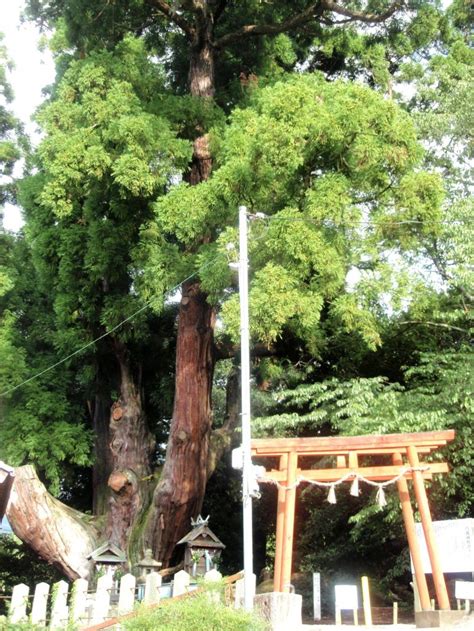 Tea Plantations Japan 的图像结果