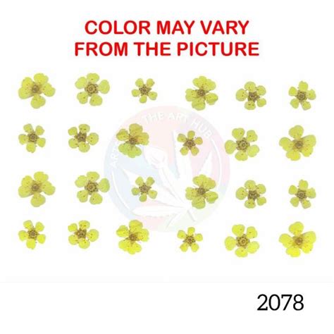 Arteria. Yellow plum blossom pressed flower