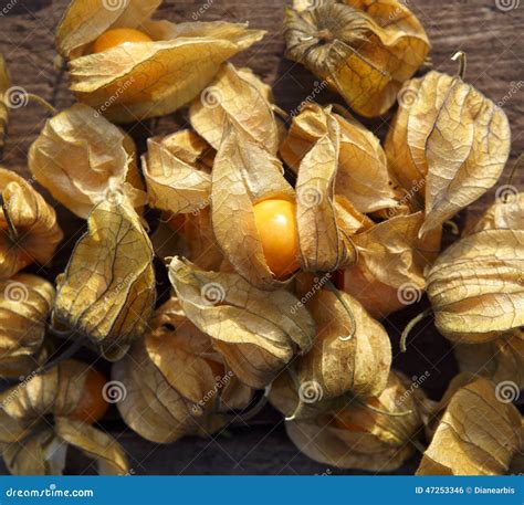 Cape Gooseberry stock photo. Image of physalis, fruit - 47253346
