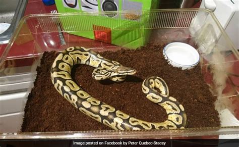 तहखाने में अजगर मिलने पर एक व्यक्ति ने क्या किया, जानेंगे तो हैरान हो ...