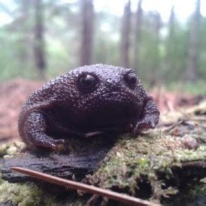 Image result for Dark Toad Meme