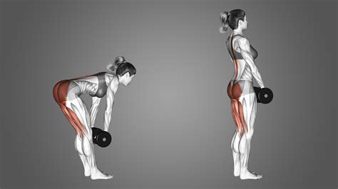 Stiff Legged Deadlifts With Dumbbells: Benefits, Muscles Worked, and ...