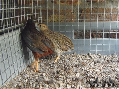Pure wild Chinese painted quails (Coturnix chinensis) breeding pairs ...