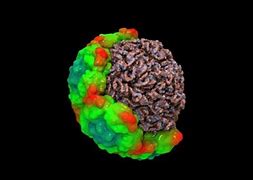 Image result for Cold Virus