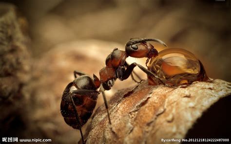 蚂蚁PNG图片素材下载_蚂蚁PNG_熊猫办公
