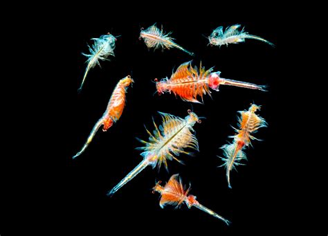 Plankton, tiny ocean creatures, are beyond critical to life on Earth ...