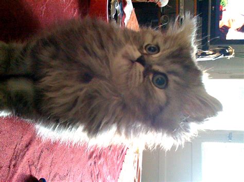 süüsseee Edel Racker in Berlin | Tiere | Kleinanzeigen