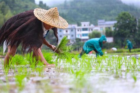 浙江淳安：雨中插秧-人民图片网