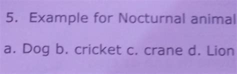 example for nocturnal animals - Brainly.in